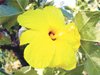 Rare Hawaiian hibiscus saved Rare Hawaiian hibiscus saved