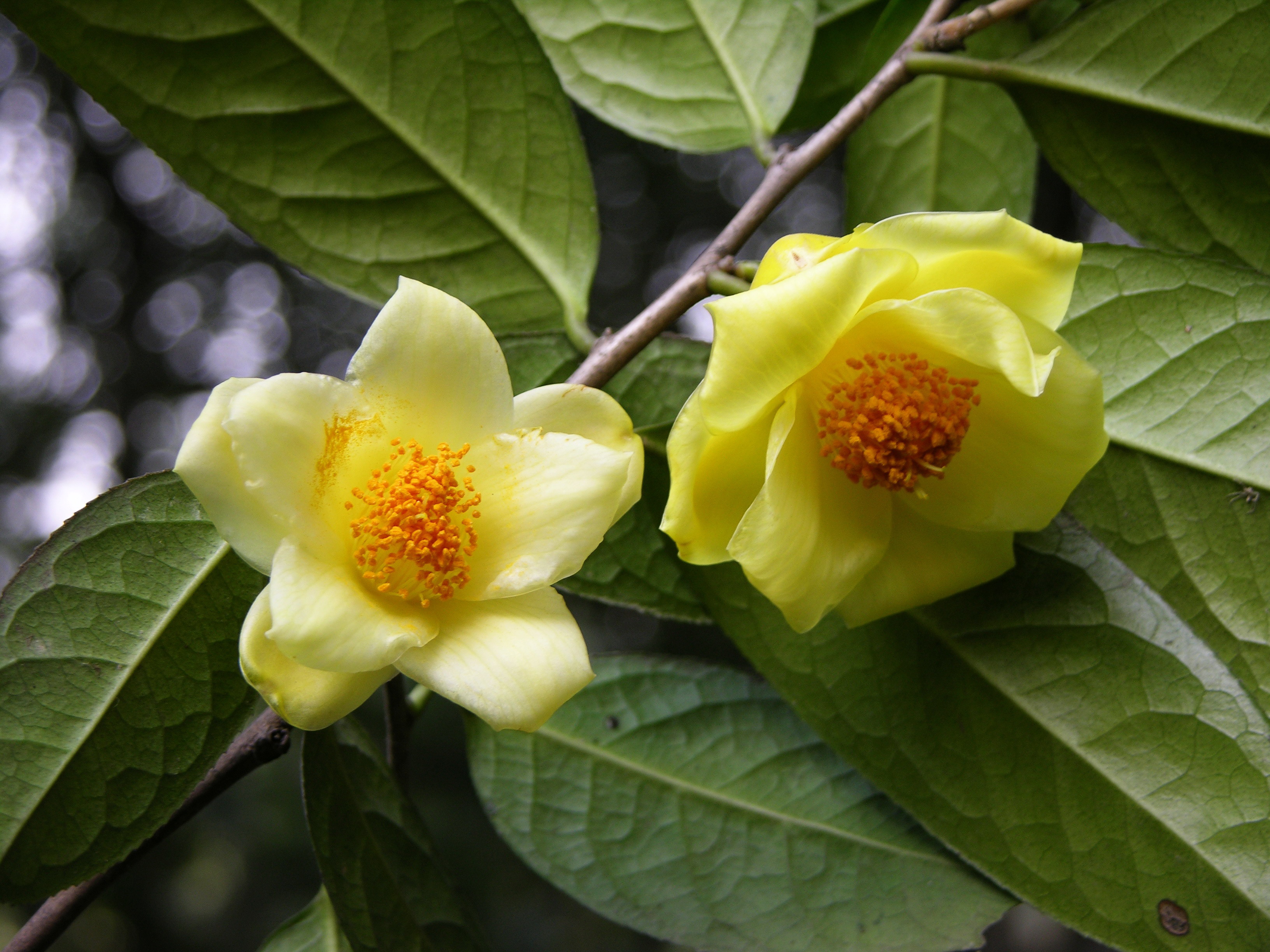 Камелия желтая цветок