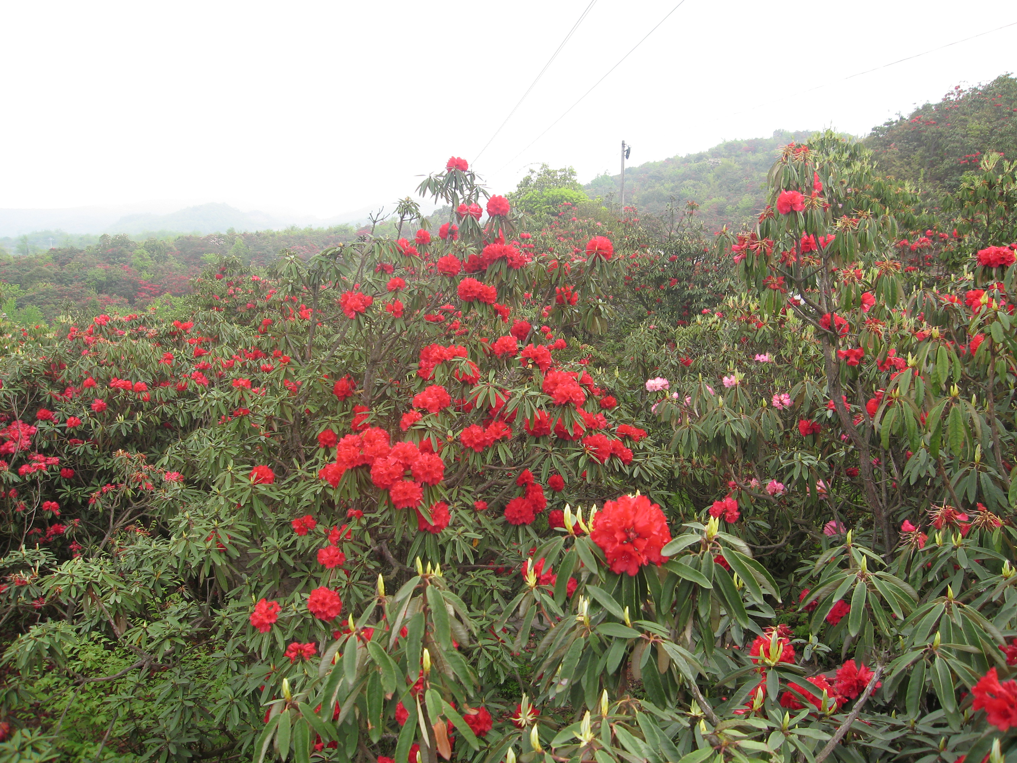 PDF) CURRENT RED LIST PLANTS AND THE RARE AND THREATENED OF