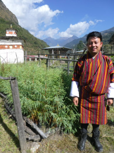 Community nurseries for Cupressus cashmeriana in Bhutan
