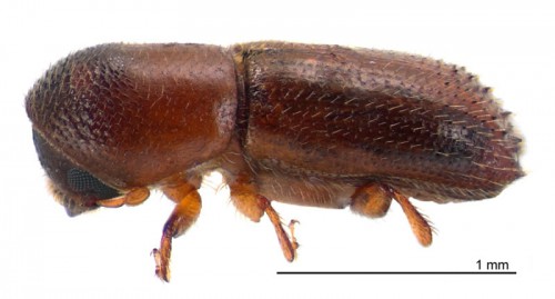 Xyleborinus saxeseni 