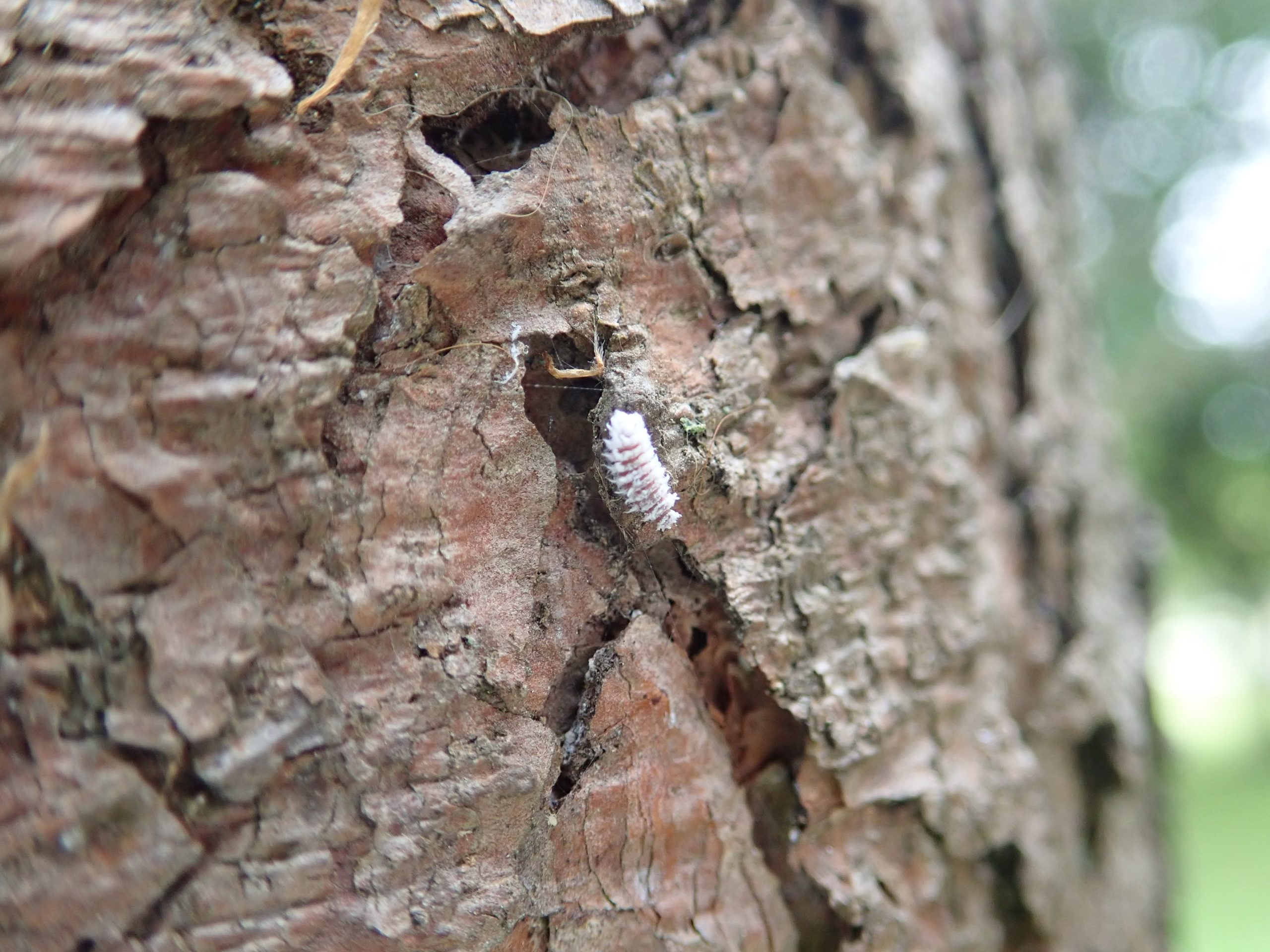 Ladybird larva