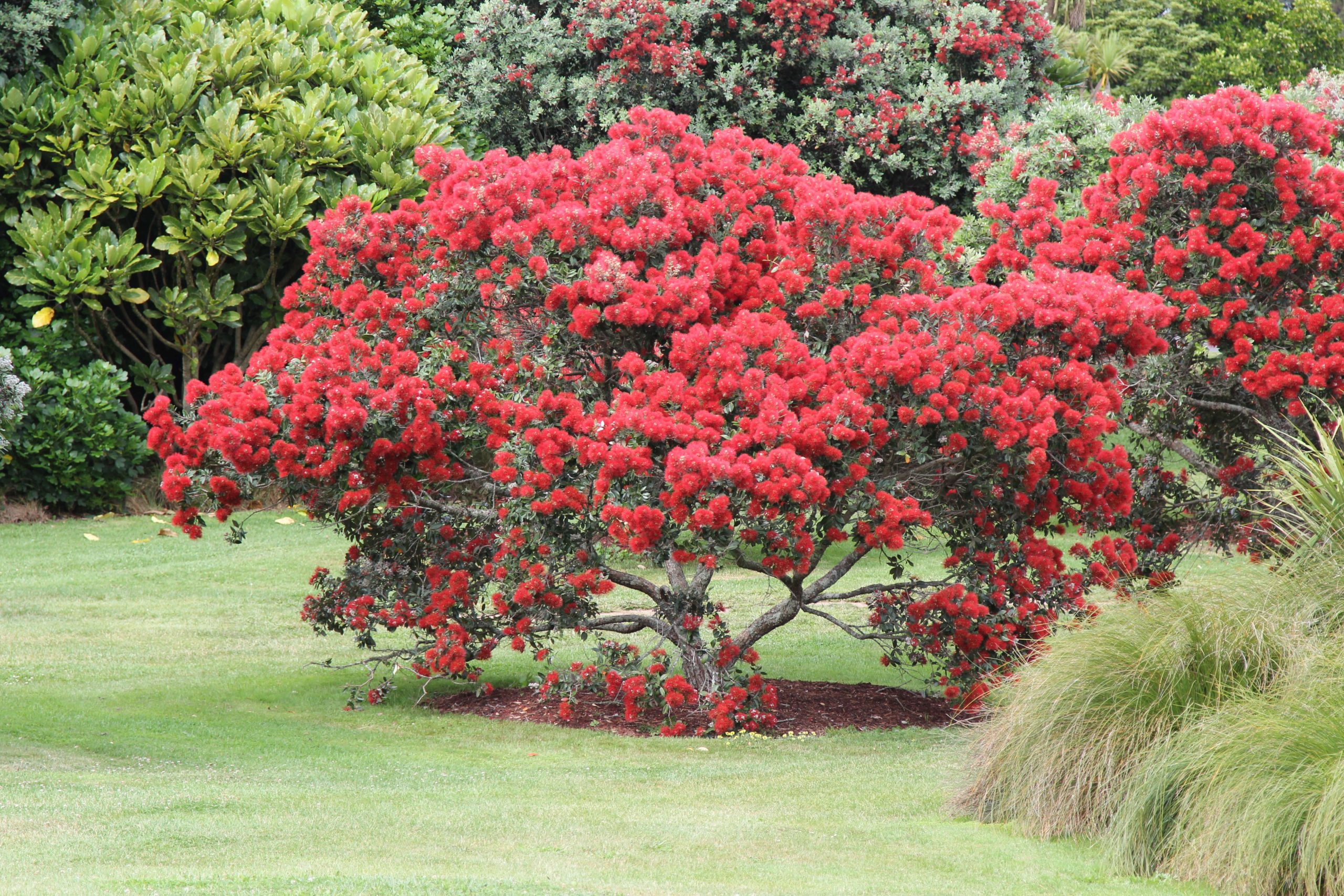 Pōhutukawa (M. excelsa) variety Titirangi, Auckland Botanic 