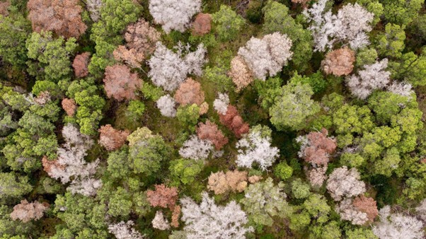 Aerial view of dead and live ‘ōhi‘a lehua (Metrosideros polymorpha) in Hawai‘i.